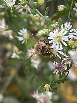 Bee pollinating flowers.